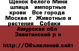 Щенок белого Мини шпица , импортные крови - Все города, Москва г. Животные и растения » Собаки   . Амурская обл.,Завитинский р-н